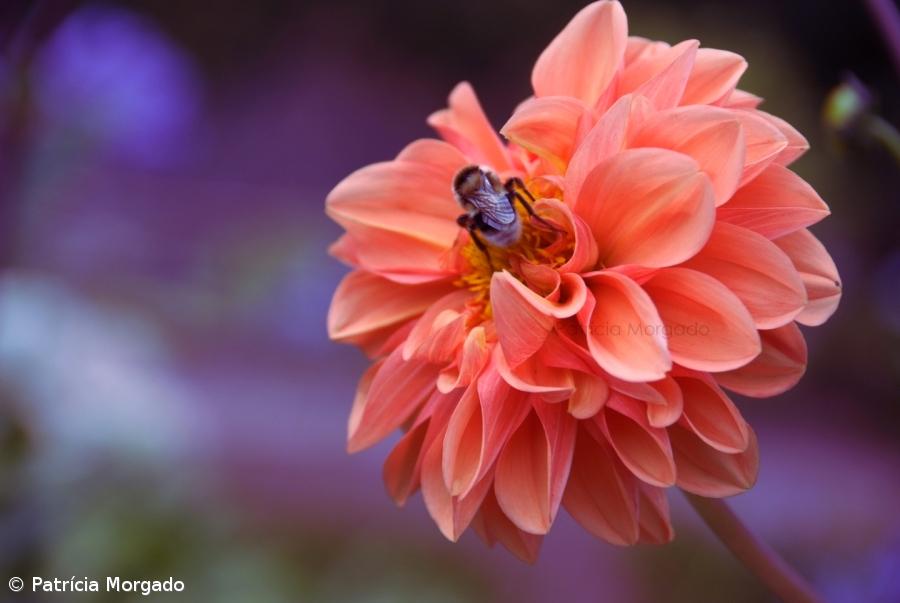 Mostra "As Estações do Ano" na Ribeira Grande – Imagem 1