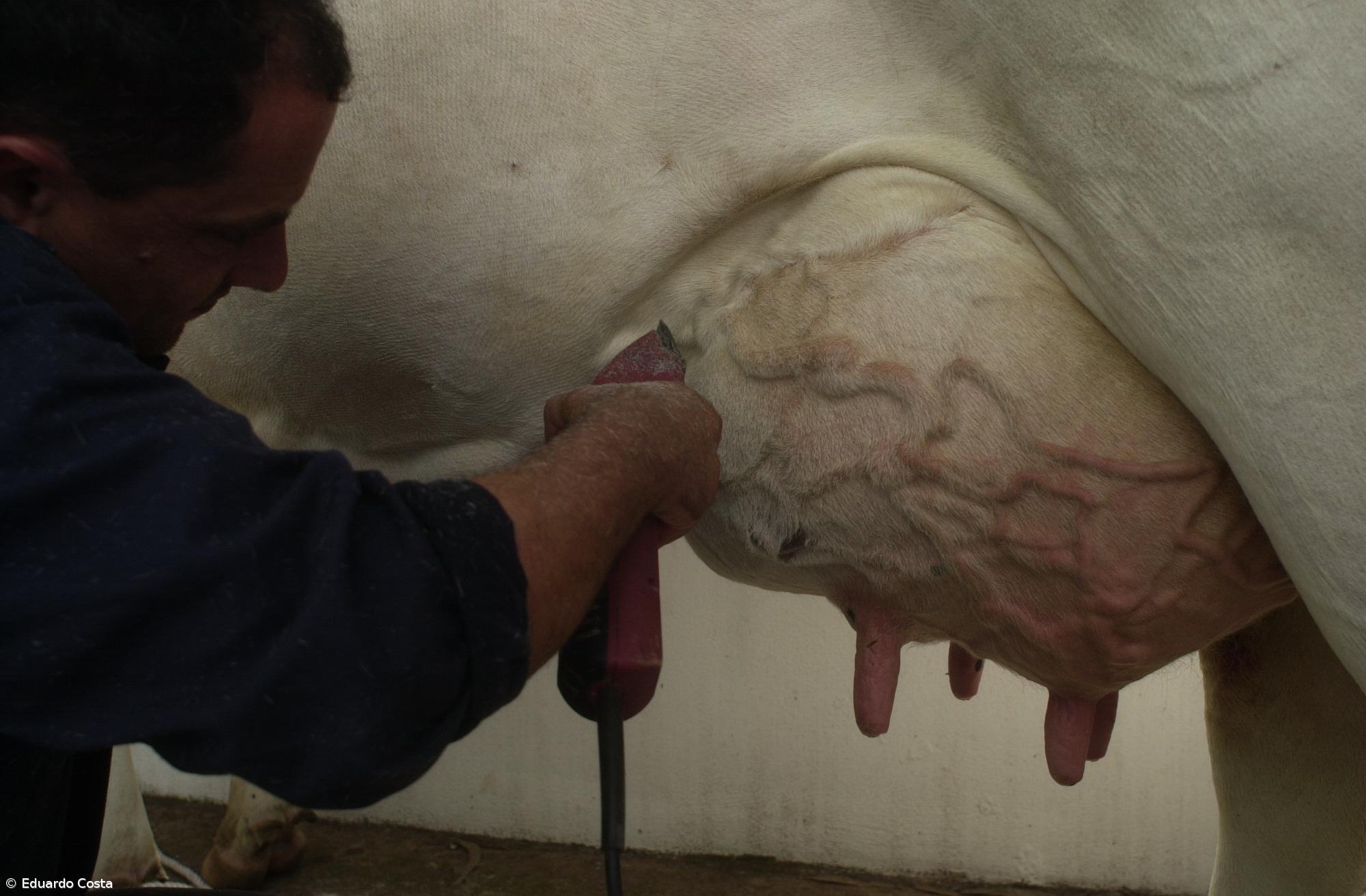 Produtores alertam Governo que não pode usar o leite para segurar inflação – Imagem 1
