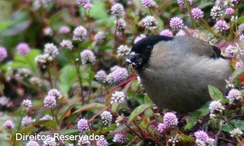 EuroBirdwatch organiza várias atividades de observação de aves – Imagem 1