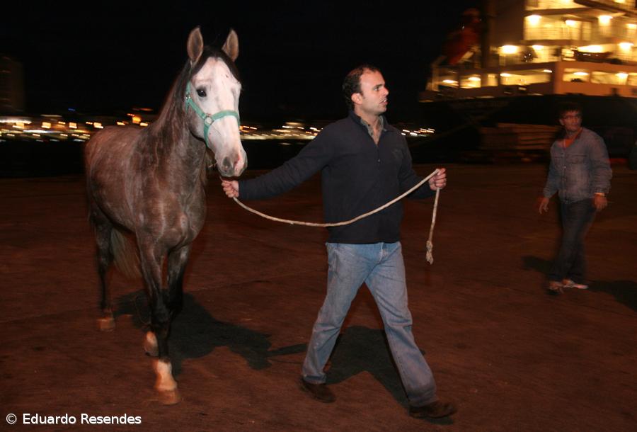Titan exige 130 mil dólares  para libertar cavalos  – Imagem 1