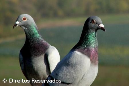 Exposição Regional de Pombos-Correio na Ribeira Grande – Imagem 1