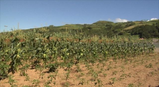 PCTP/MRPP contra "liquidação completa" da produção regional