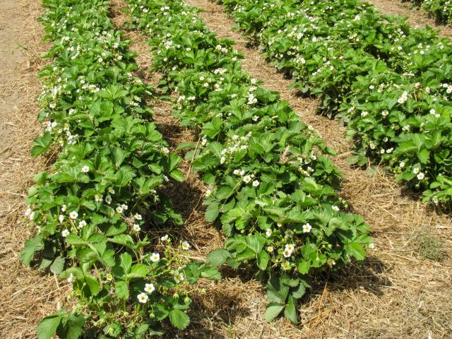 Agricultores exigem 140 ME ao Governo para recuperar competitividade 