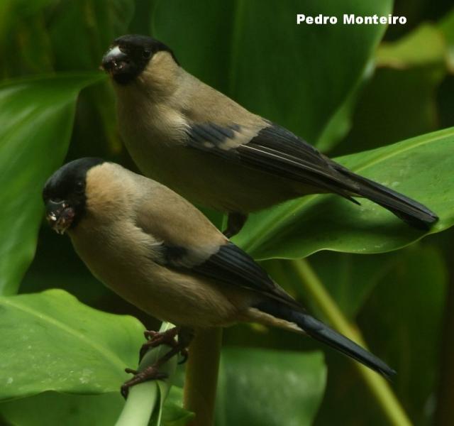 Documentário "Atlas do Priolo 2012" apresentado em Lisboa