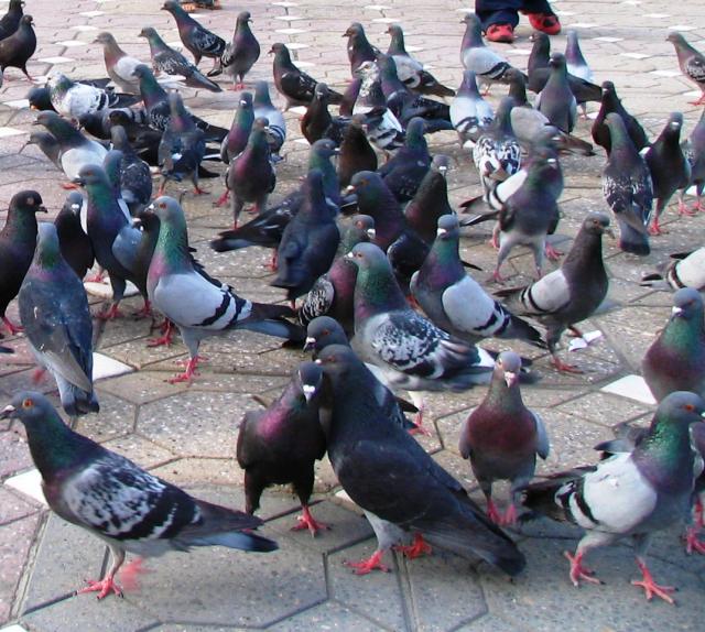 Doença de Newcastle em aves de duas ilhas dos Açores 