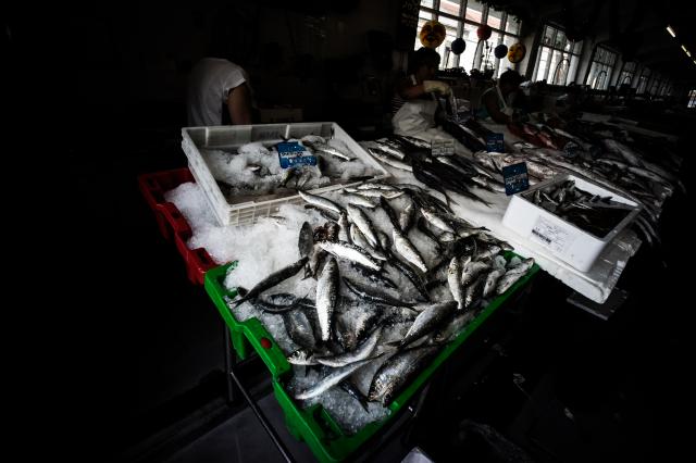 Pesca da sardinha reabriu após quase cinco meses encerrada