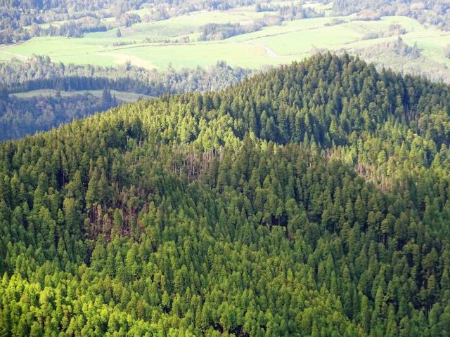 Restauro ambiental deve ser a prioridade dos Açores, diz a APPAA