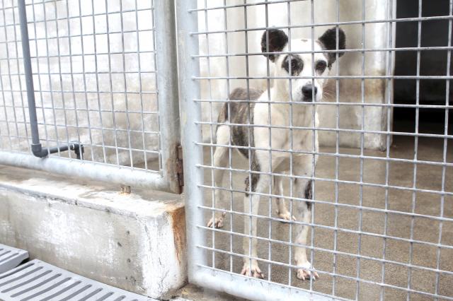 Região tem mais mil cães nos centros de recolha oficial