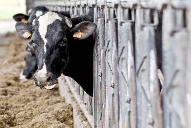 Produtores de leite apreensivos e desconfiados por falta de informação