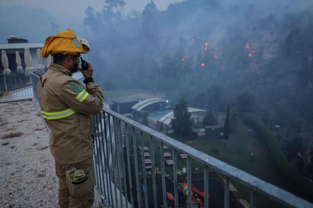 Confagri reclama apoios urgentes para mitigar efeitos do fogo bacteriano nos pomares de pera