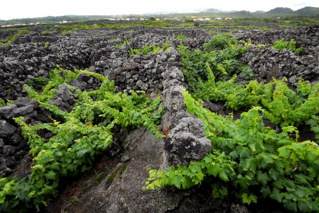 Açores preveem ano normal de produção de vinho em quantidade e qualidade 