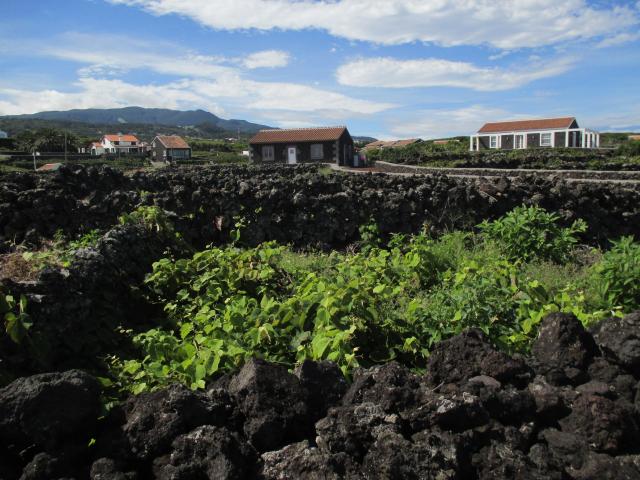 Pragas continuam a ameaçar a produção de uva apesar de “ano excecional”