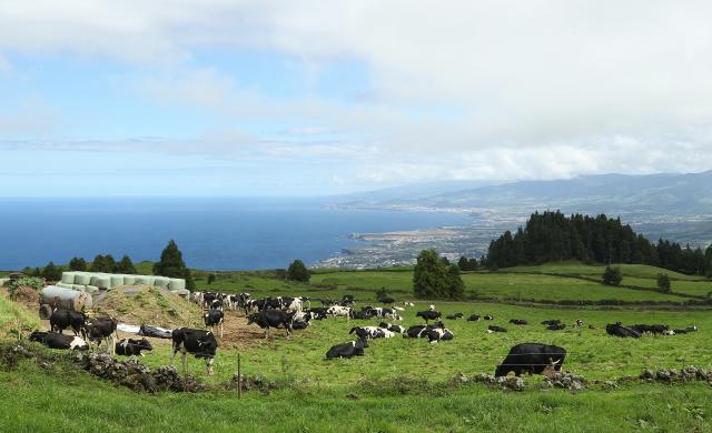 Plano de apoio à agricultura disponibiliza 24ME para os Açores