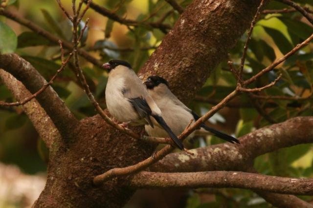 Sociedade para o Estudo das Aves promove atlas do priolo nos Açores