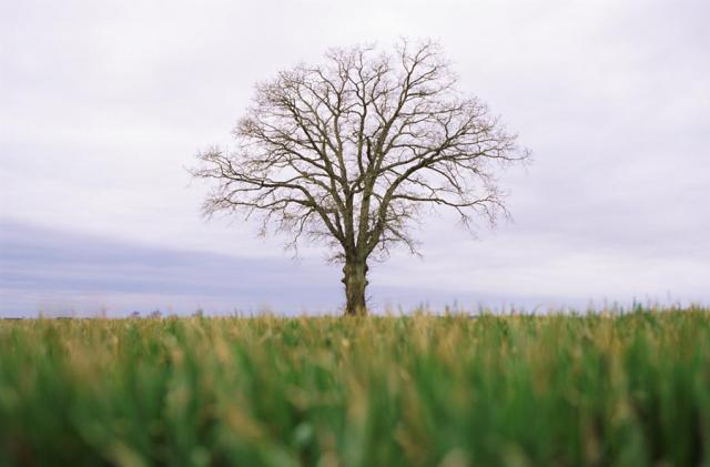 Investigadores criam árvore genealógica da humanidade mais completa de sempre