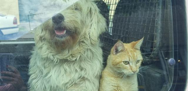Férias não justificam o abandono de animais, diz Governo Regional