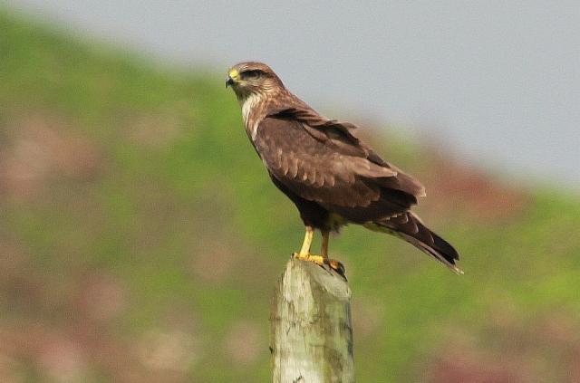 Milhafre é uma das aves em declínio populacional nos Açores