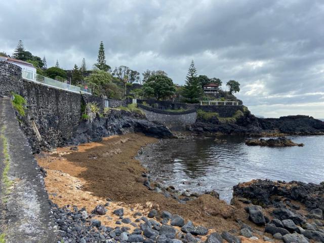 Estudo da Universidade dos Açores admite dificuldade no combate à alga invasora