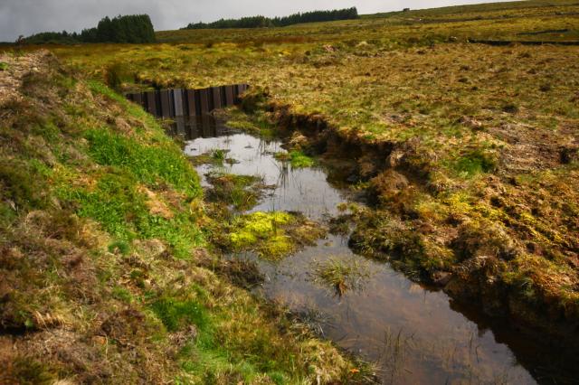 Novo plano pode dar fôlego à recuperação da natureza nos Açores