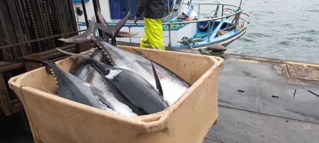 Reaberta pesca de atum-patudo nos Açores e na Madeira