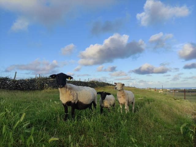Aníbal Moura: “O que me faz sentir que deixarei um legado é ver hoje a ilha toda povoada de pequenos rebanhos de ovinos”