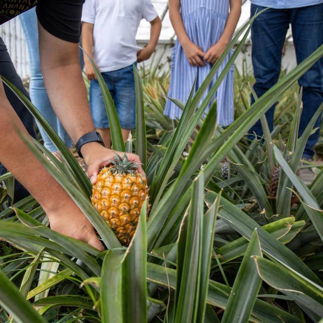 Luís Miguel Dâmaso: “O crescimento turístico ajudou a produção e fez com que se investisse novamente na cultura do ananás”