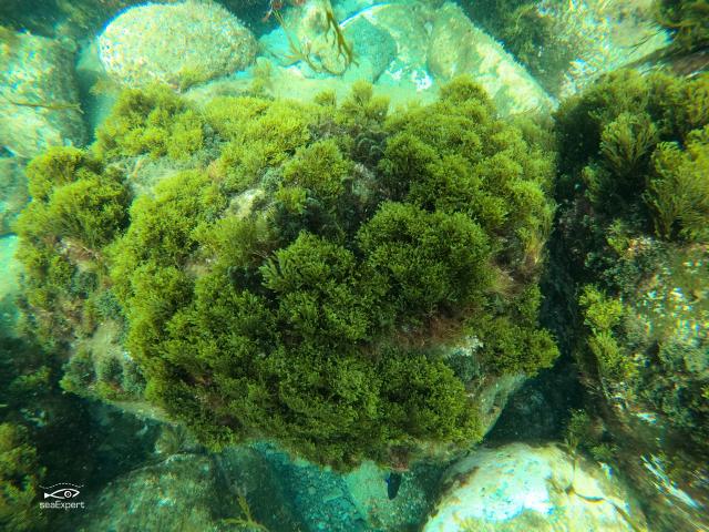 Os super poderes das algas 