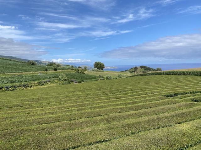 Madalena Motta: “O segredo da longevidade da Gorreana é viver o seu tempo”
