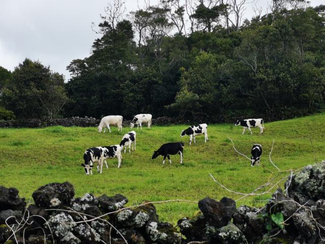 Agricultores dos Açores indignados com descida do preço do leite ao produtor pela Lactogal