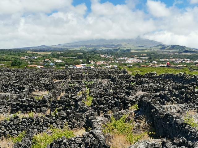 Vinhos dos Açores querem ser mais conhecidos na América