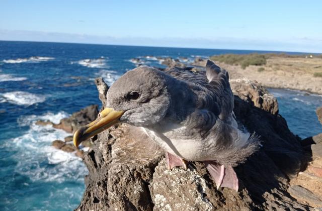 Associações dos Açores apelam a melhorias nas medidas de proteção do cagarro