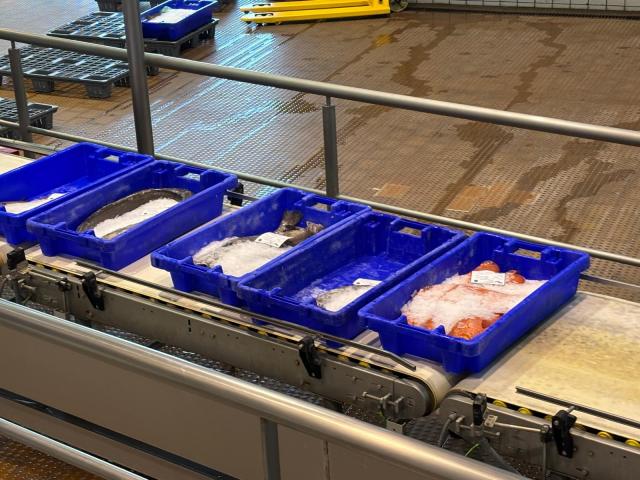 Lota regista 285 toneladas de pescado no mês de novembro 