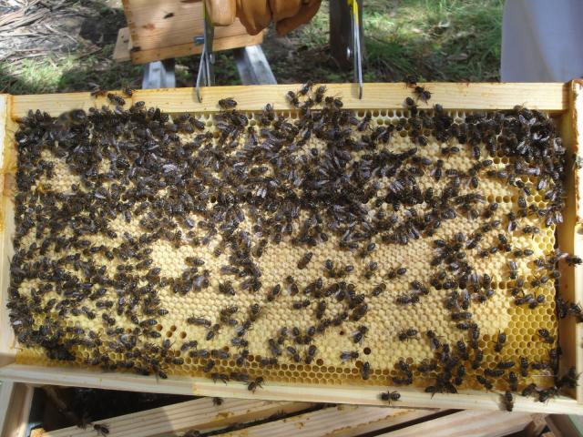 Casermel já tem terreno para Central Meleira