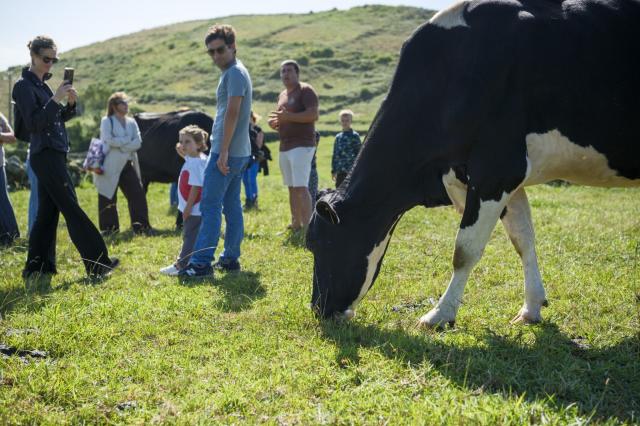 Mais 50 produtores podem trocar produção de leite pela carne