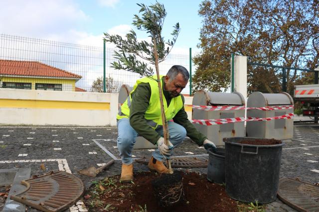 Primeiro pomar urbano dos Açores nasce na Madalena