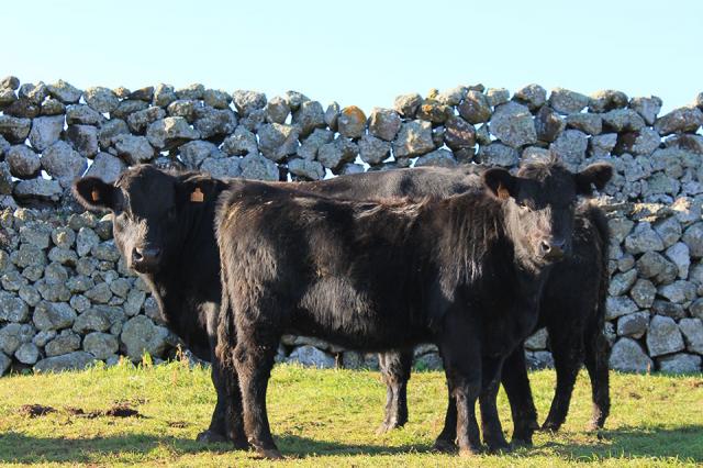 Exportação de gado vivo cresceu 294% até setembro