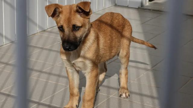 Falta mecanismo para proteger animais em situação de catástrofe