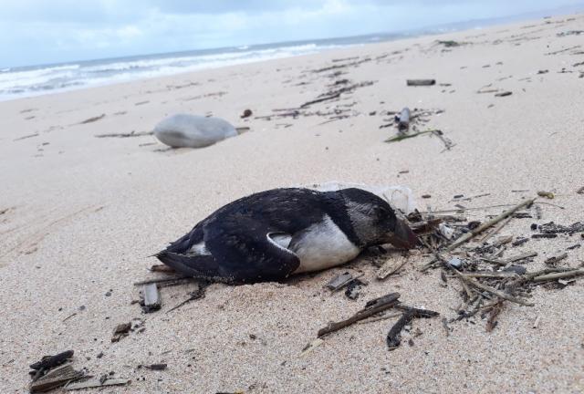 Mais de 400 papagaios-do-mar encontrados mortos na costa portuguesa - Associação