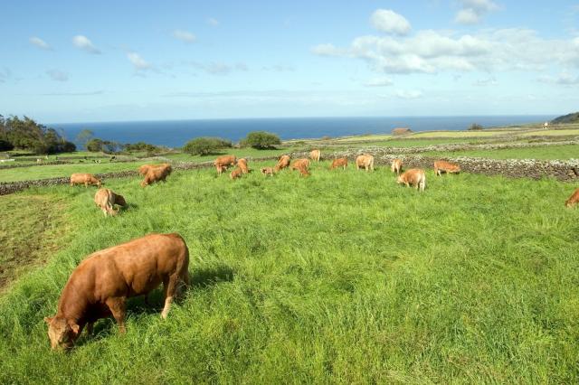 Exportação de carne bovina cresce em 2025