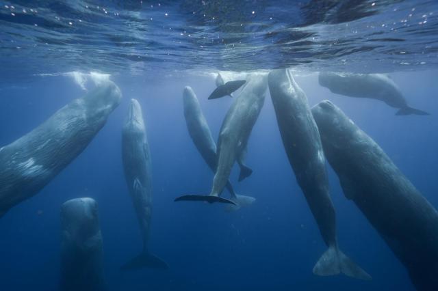 Açores recebem lançamento da coleção infantil “Patrulha Ação Azul” 