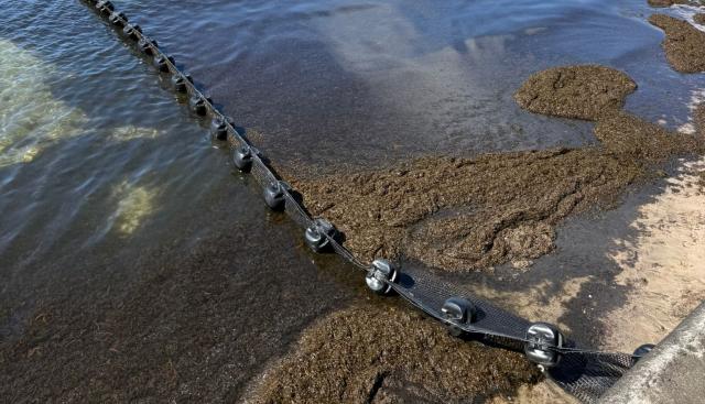 Barreira para conter e desviar as algas está a ser testada na baía de Porto Pim