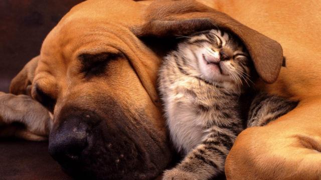 Quatro anos para reduzir o abandono de animais na Região