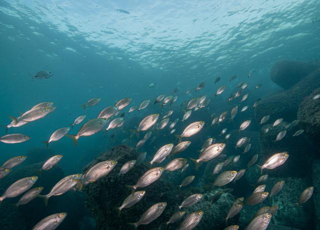 Greenpeace elogia trabalho de proteção dos oceanos do Governo Regional