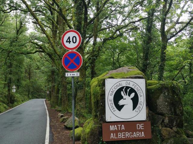 Passagem pela Mata da Albergaria no Gerês sem público