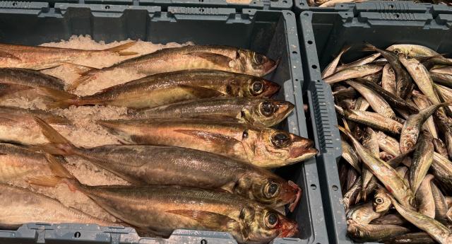 Saída de peixe fresco regista aumento no primeiro semestre