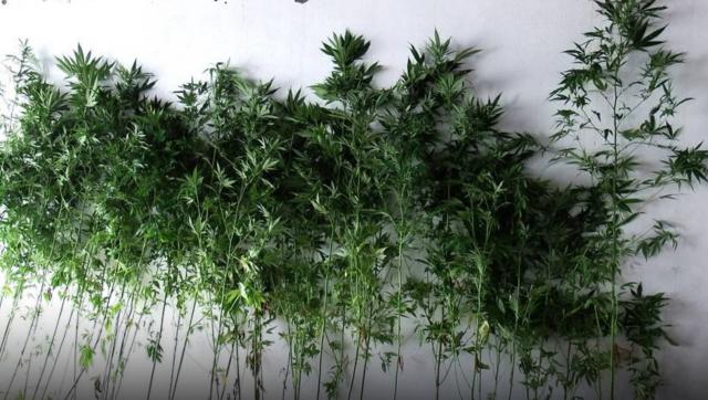 Apreendidas 69 plantas de canábis em São Jorge