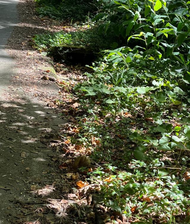 APPAA afirma que é urgente a limpeza das bermas das estradas e das ribeiras para prevenir cheias