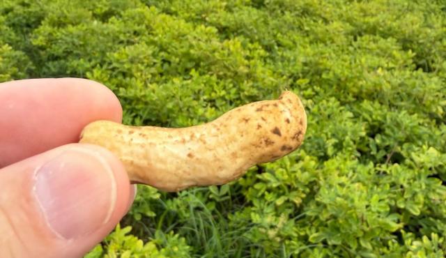 Serviço de Desenvolvimento Agrário quer recuperar “Amendoim dos Açores” 