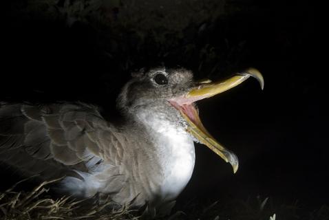 Campanha aumenta número de recolhas e salva 7.890 cagarros nos Açores em 2025