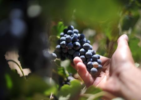 Distinções da Associação de Municípios do Vinho